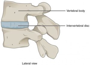 What's the function of intervertebral disc in human body