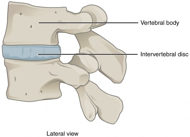 intervertebral-disc-definition-function-explained-simply-profphysio